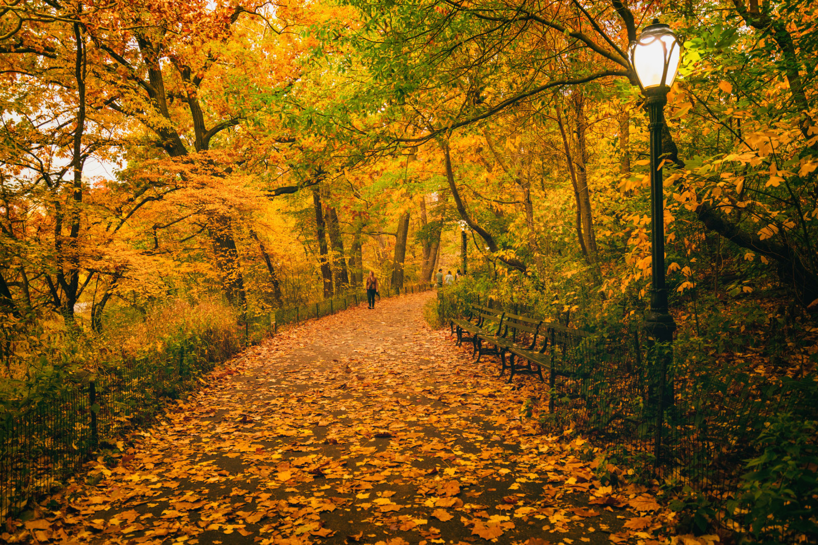 秋季, 树木, 树叶, 人, 方式, 纽约, 长椅, 中央公园