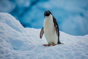 南極大陸, 鳥, ペンギン, 雪, アデリーペンギン