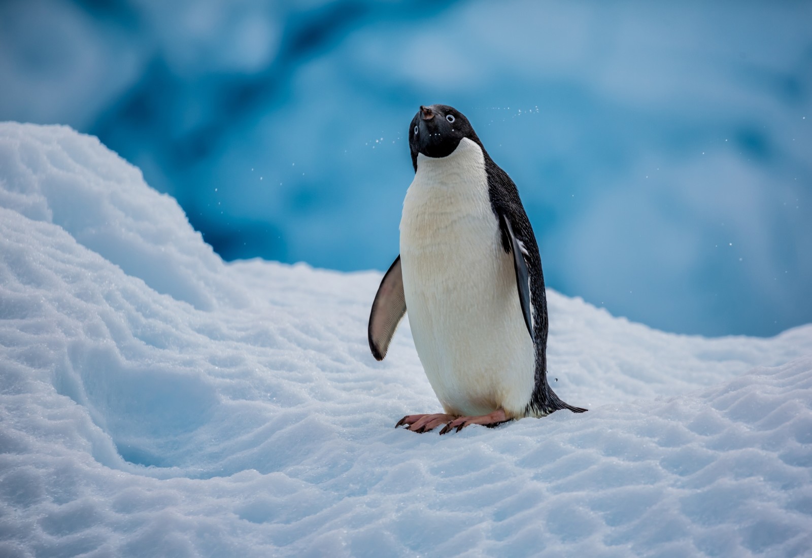雪, 鳥, ペンギン, 南極大陸, アデリーペンギン