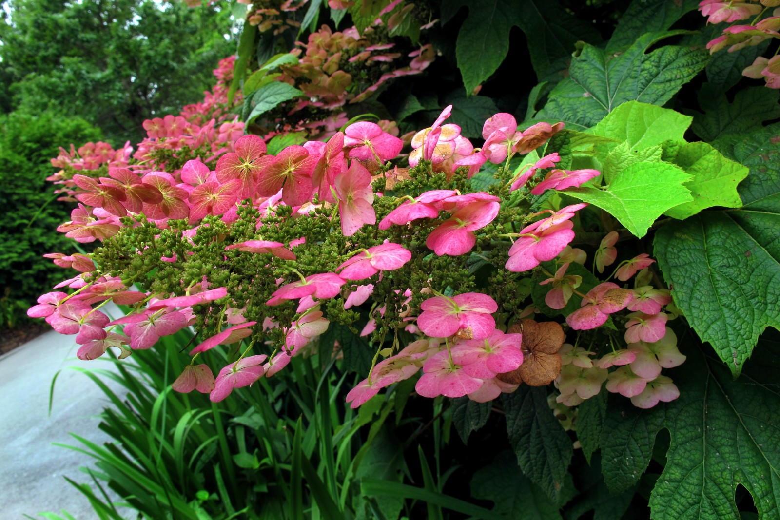 bunga-bunga, bunga-bunga merah muda, hydrangea, daun-daun hijau, Hortensia