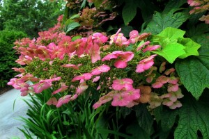 꽃들, 녹색 잎, 호텐 시아, 수국, 핑크 꽃