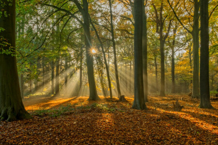 秋, ベルギー, ブルージュ, ブルージュ, 森林, 葉, 光線, 木