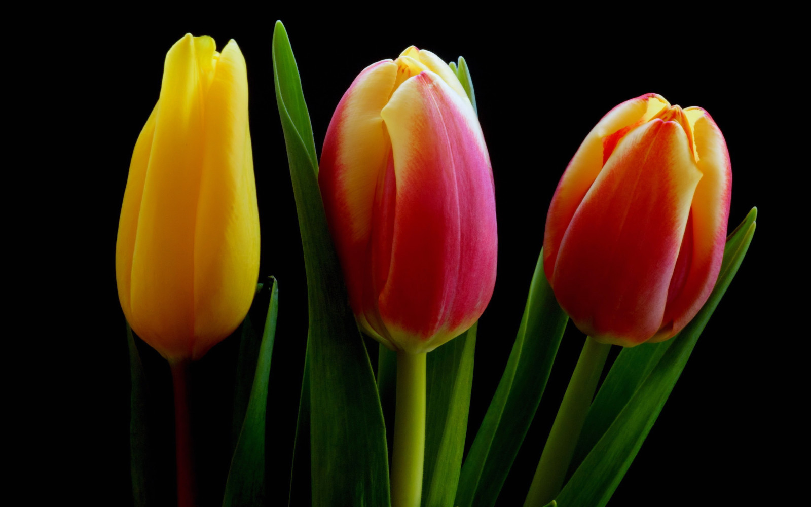 lý lịch, vĩ mô, lá, Hoa tulip, cánh hoa