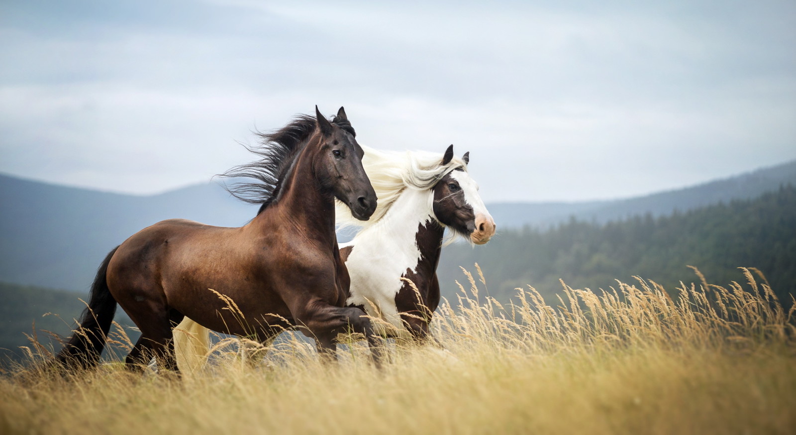 自然, 背景, 马匹