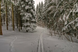 森林, 霜, 自然, 道, 雪, 痕跡, トレイル, 木