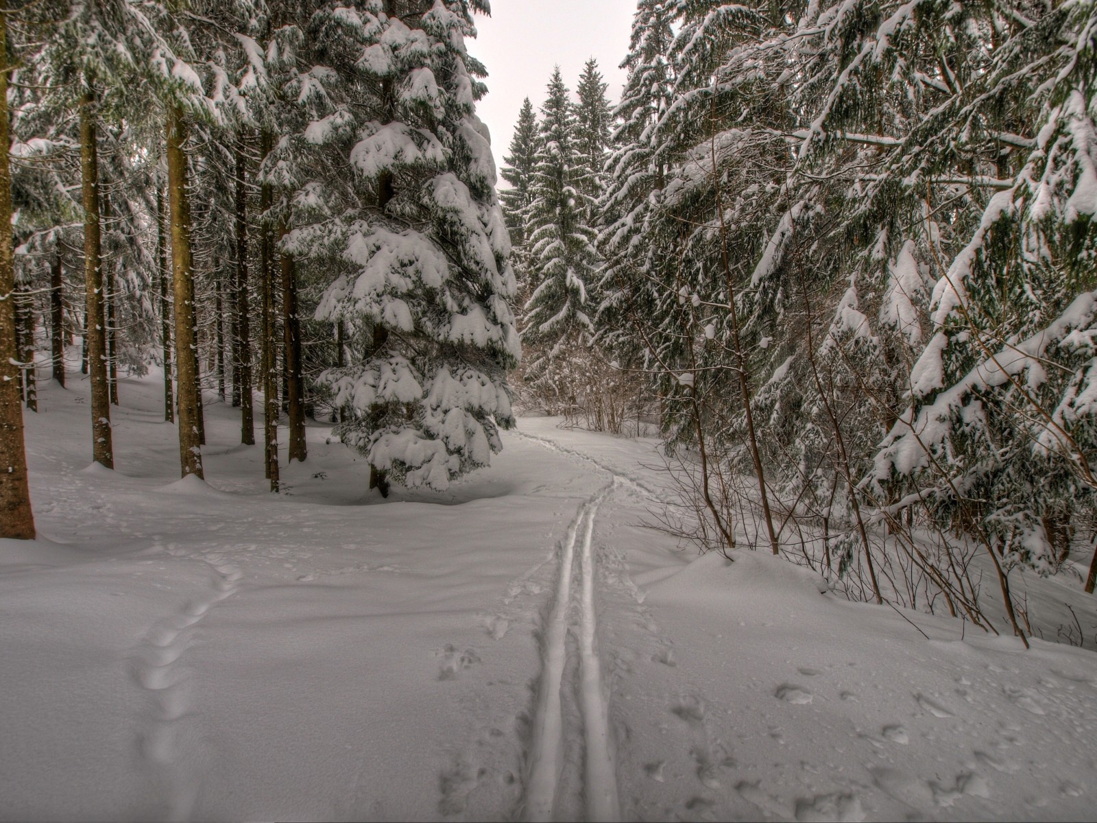 雪, 森林, 自然, 冬, 木, 霜, 道, トレイル