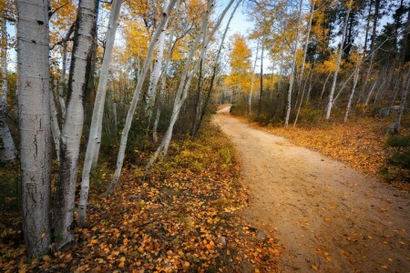 秋, 森林, 道路