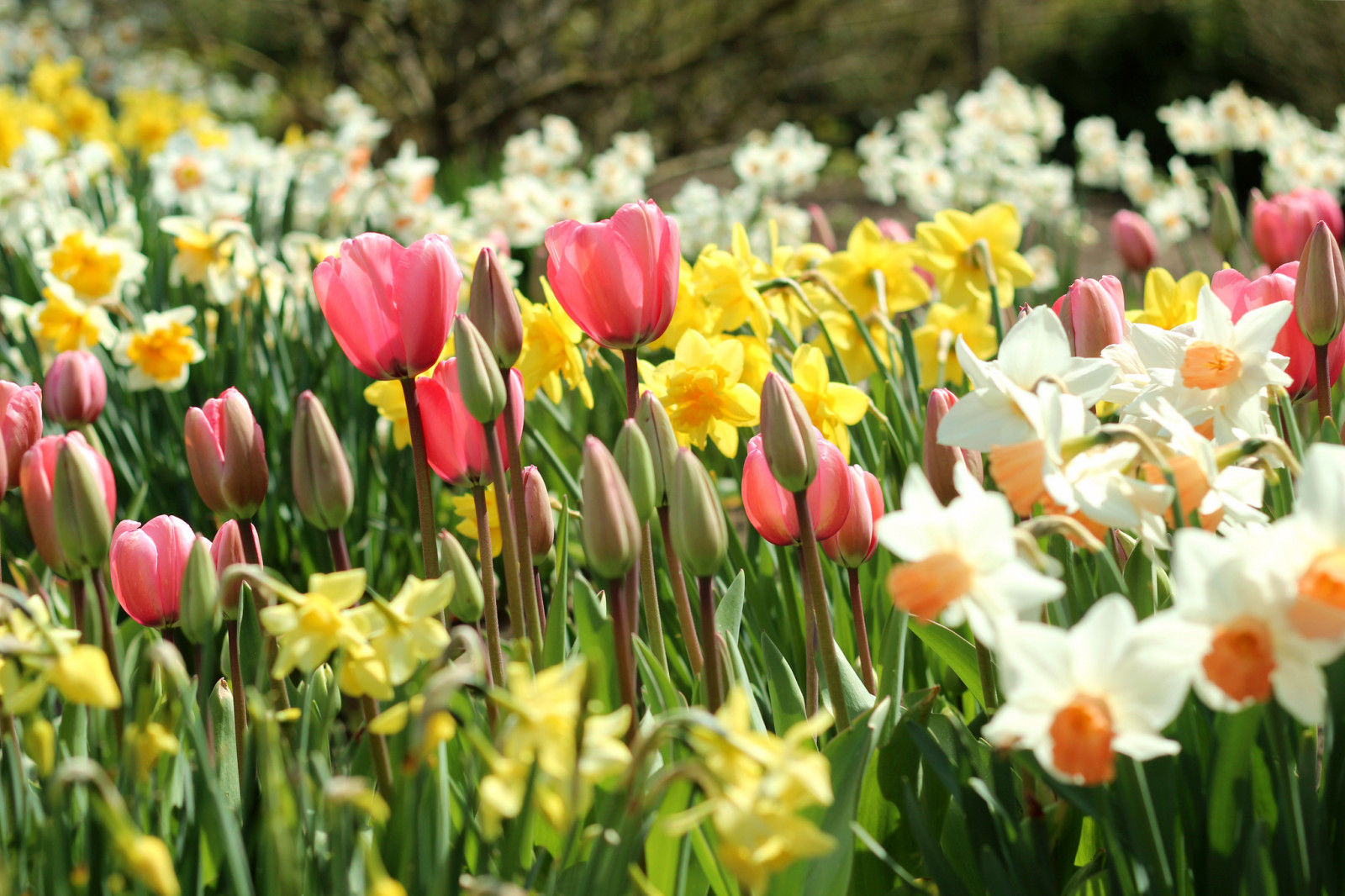 mùa xuân, Hoa tulip, chồi, thủy tiên