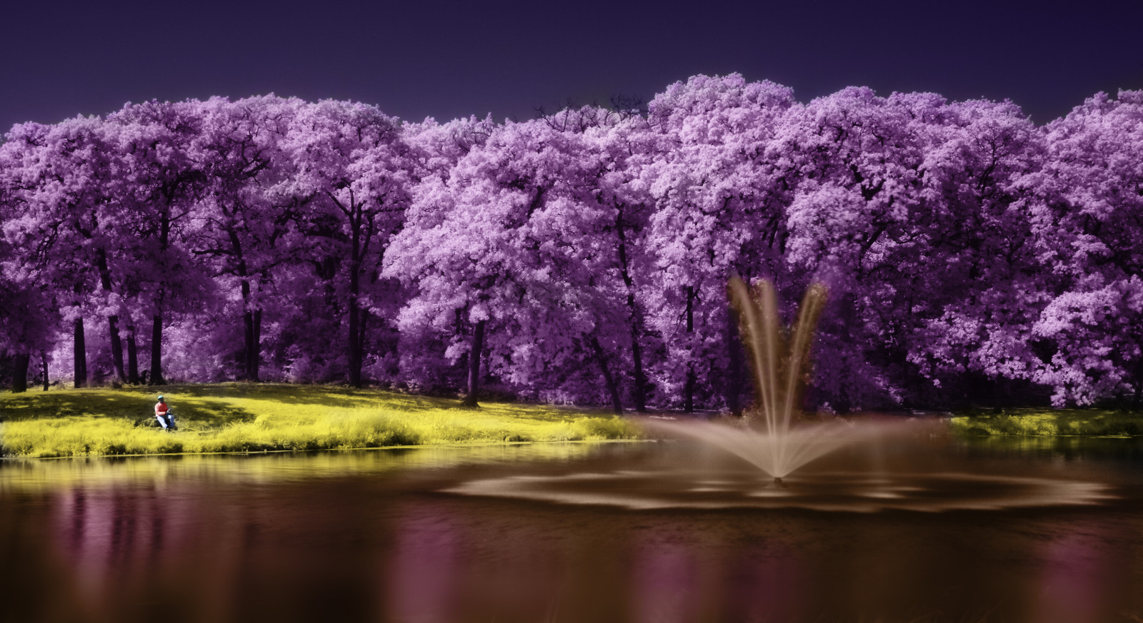 cây, hồ, phong cảnh, màu tím, Phong cảnh