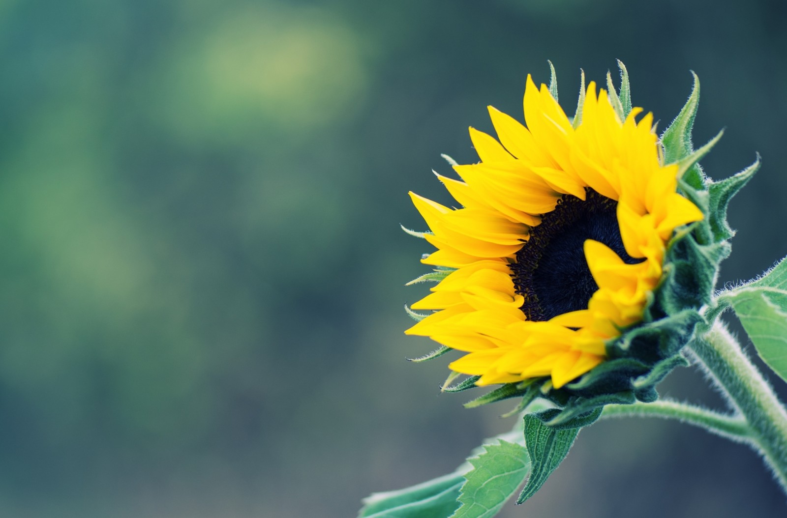 Latar Belakang, kuning, bunga matahari