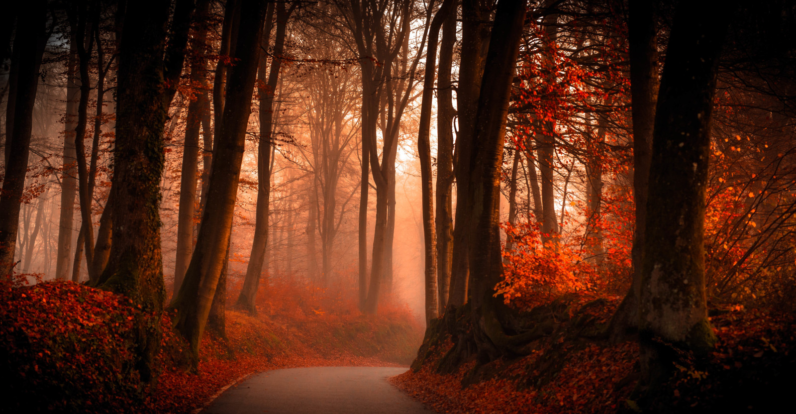 musim gugur, hutan, jalan, pohon, Daun-daun, cabang, kabut