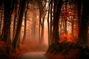 秋, ブランチ, 霧, 森林, 葉, 道路, 木