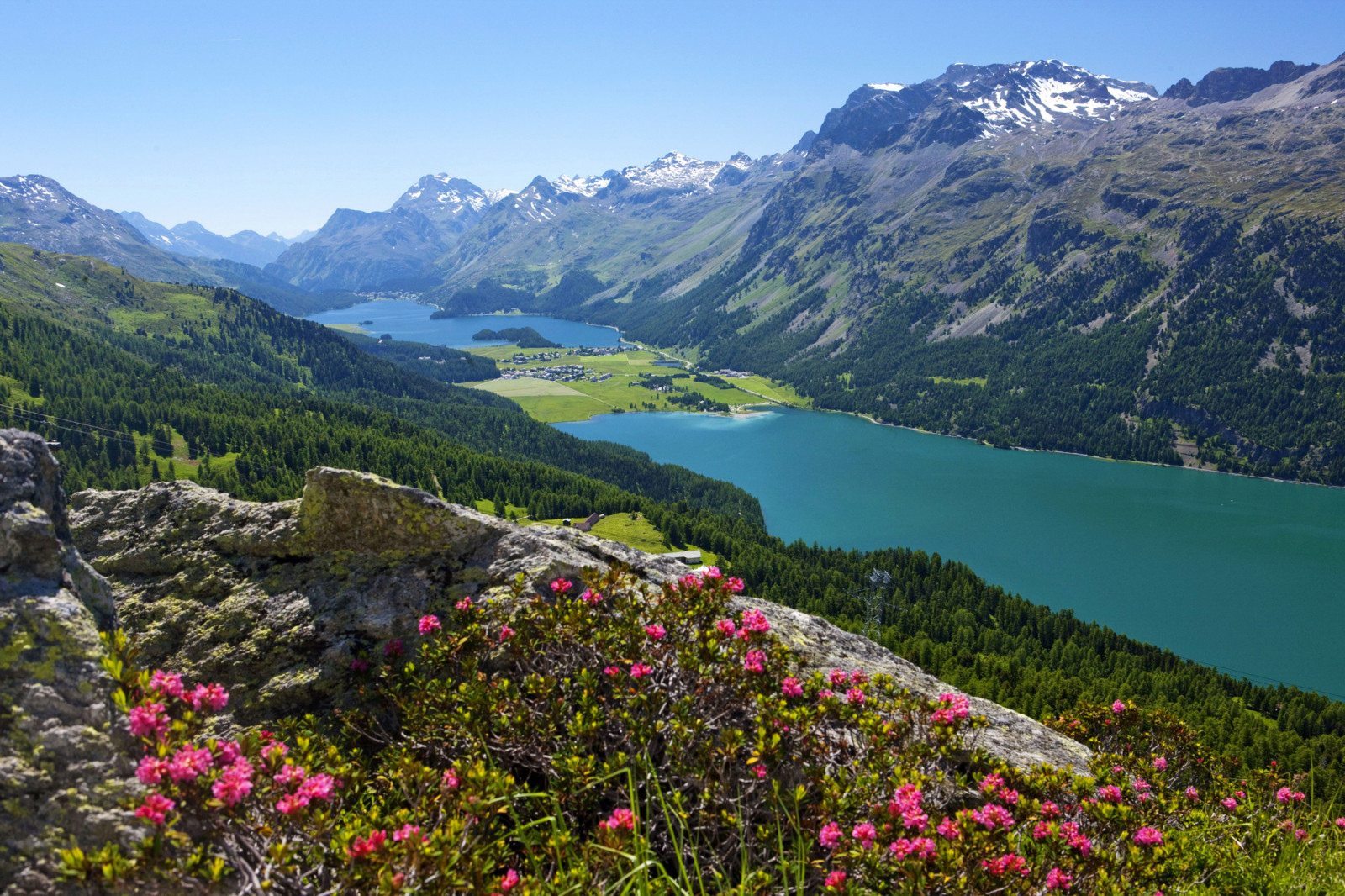 rừng, Thụy sĩ, hồ, đá, những bông hoa, núi, thung lũng, bức tranh toàn cảnh