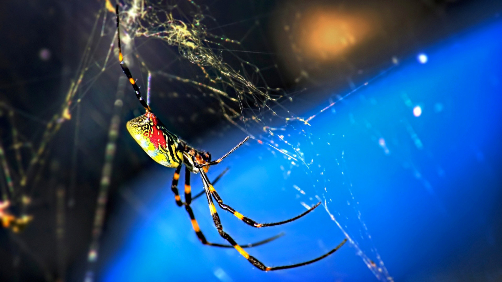 alam, makro, web, serangga, Laba-laba