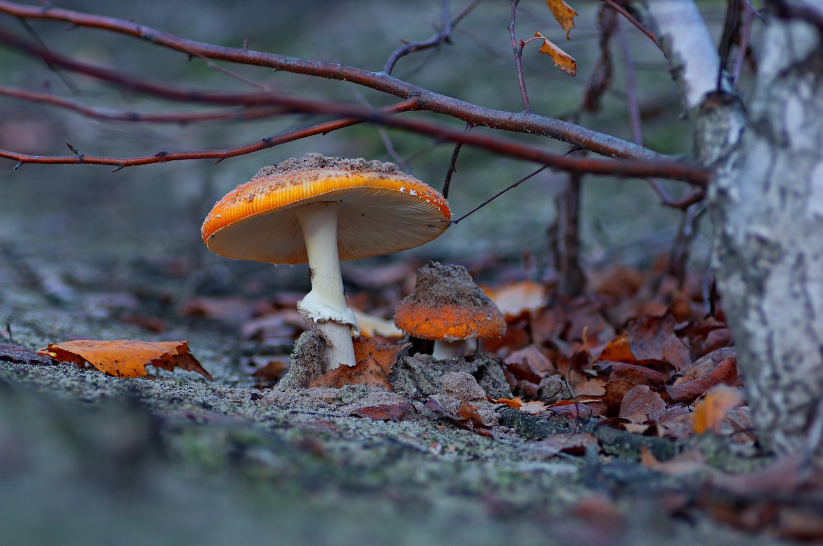 秋季, 分行, 自然, 蘑菇, 叶子, 鹅膏菌