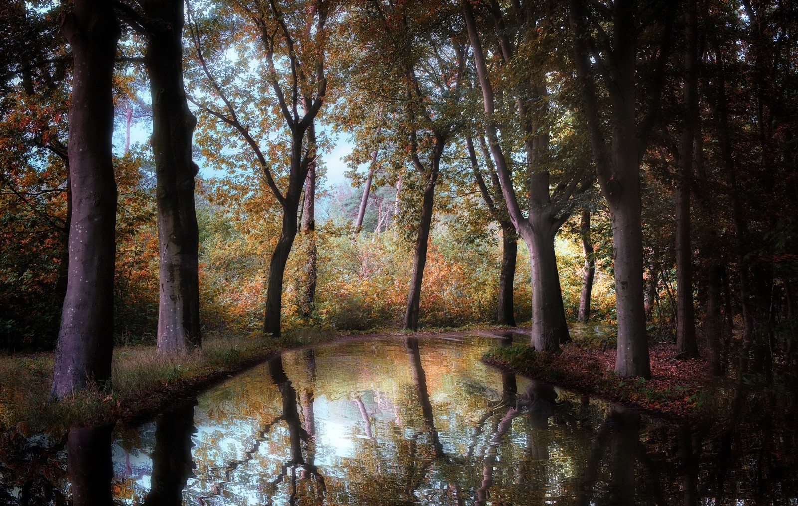 秋季, 森林, 河