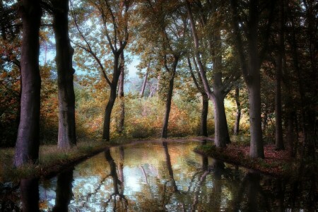 가을, 숲, 강