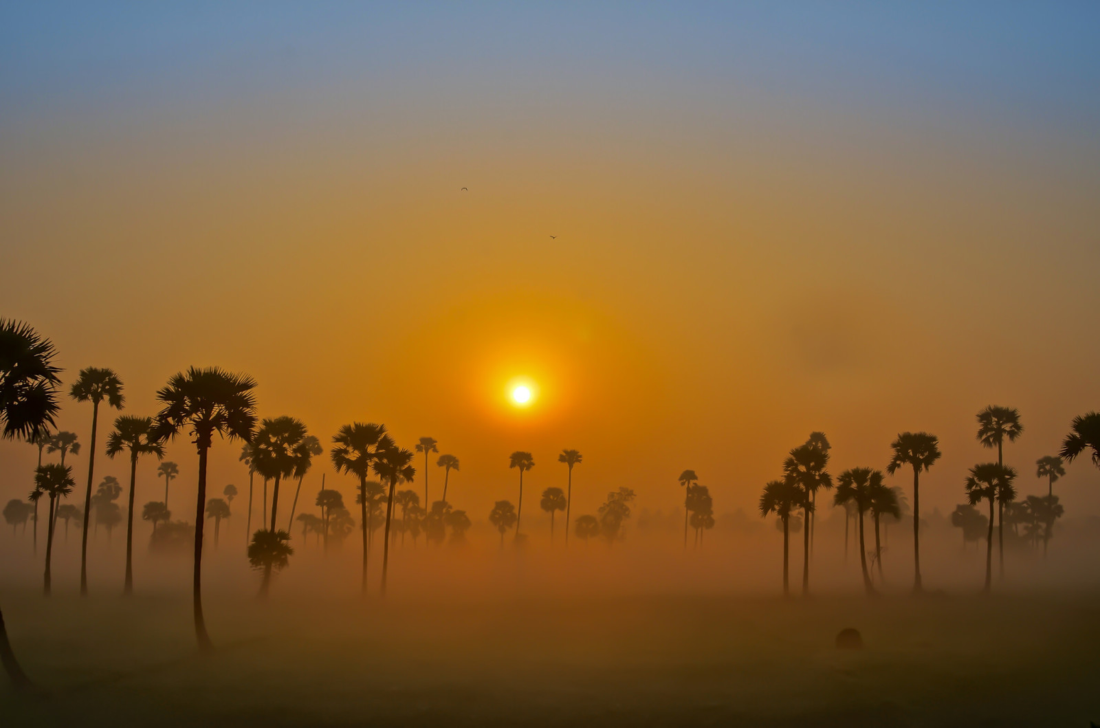 天空, 黎明, 多雾路段, 太阳, 棕榈树