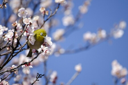 새, 봄, 나무