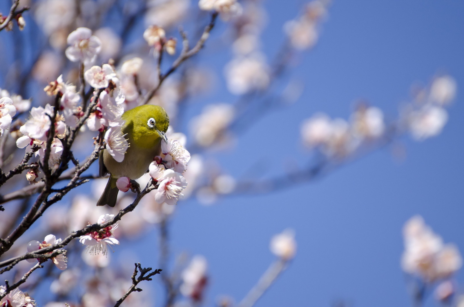 pohon, musim semi, burung