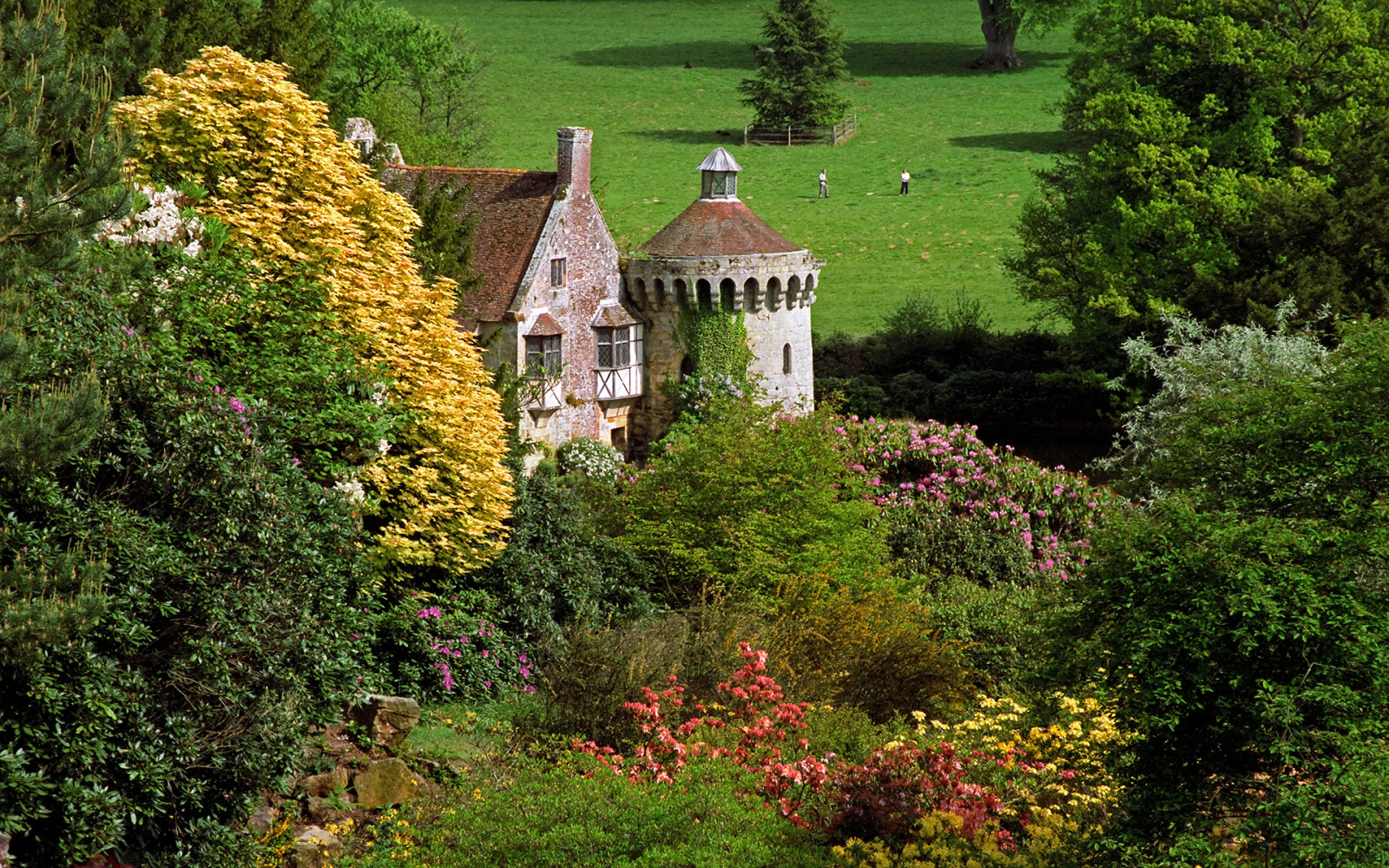 cây, cánh đồng, những bông hoa, nước Anh, Lâu đài, bụi cây, Lâu đài Scotney
