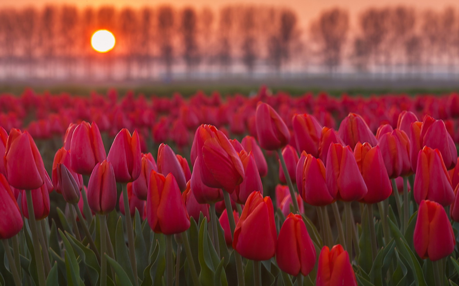 lý lịch, những bông hoa, Hoa tulip
