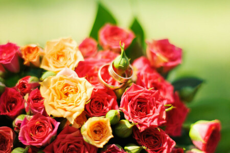 꽃들, 빨간, 장미, 장미, 노랑