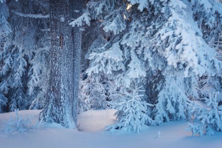 가지, 숲, 눈, 눈, 나무, 겨울