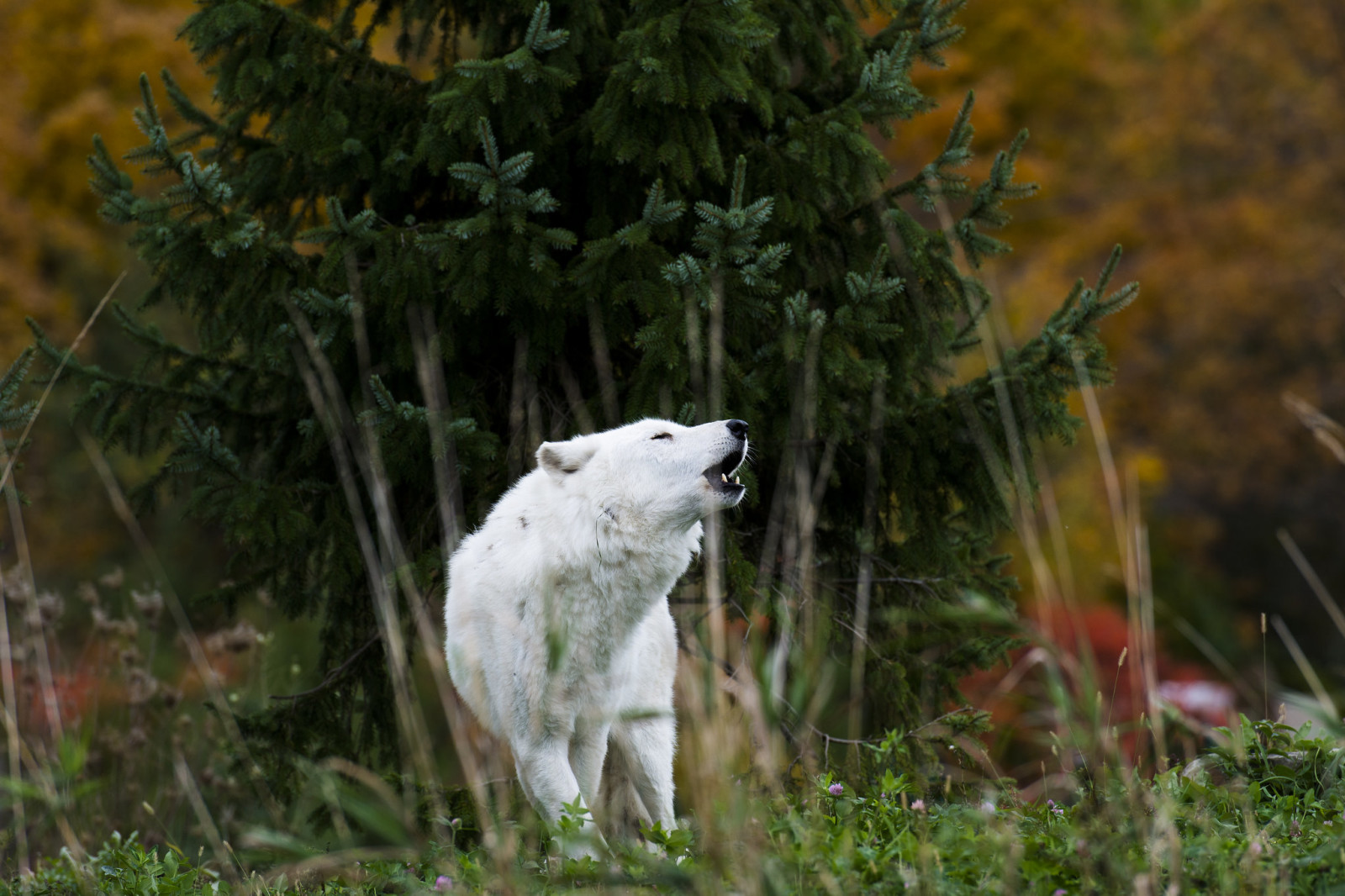 Thiên nhiên, lý lịch, chó sói