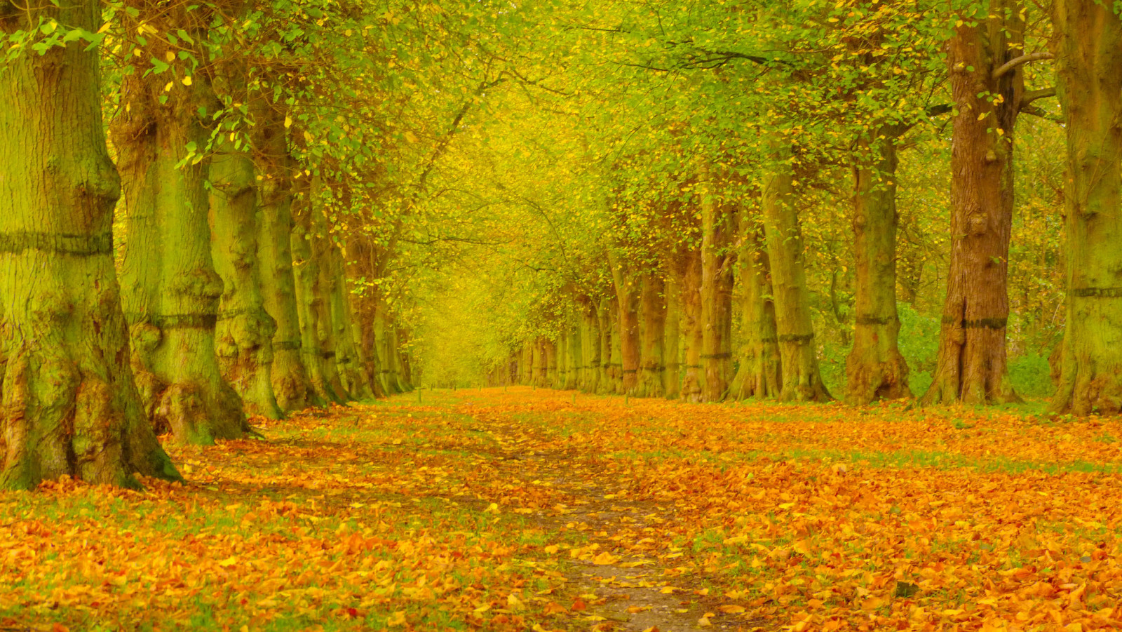 秋季, 公园, 树木, 树叶, 胡同