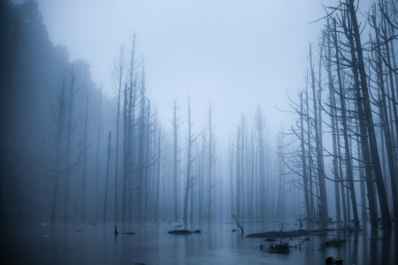 洪水, 霧, 森林, 流出, 木