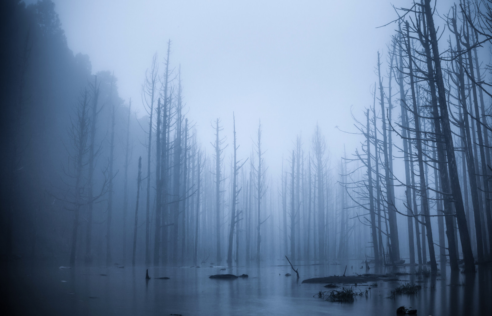 rừng, cây, sương mù, tràn, lũ lụt