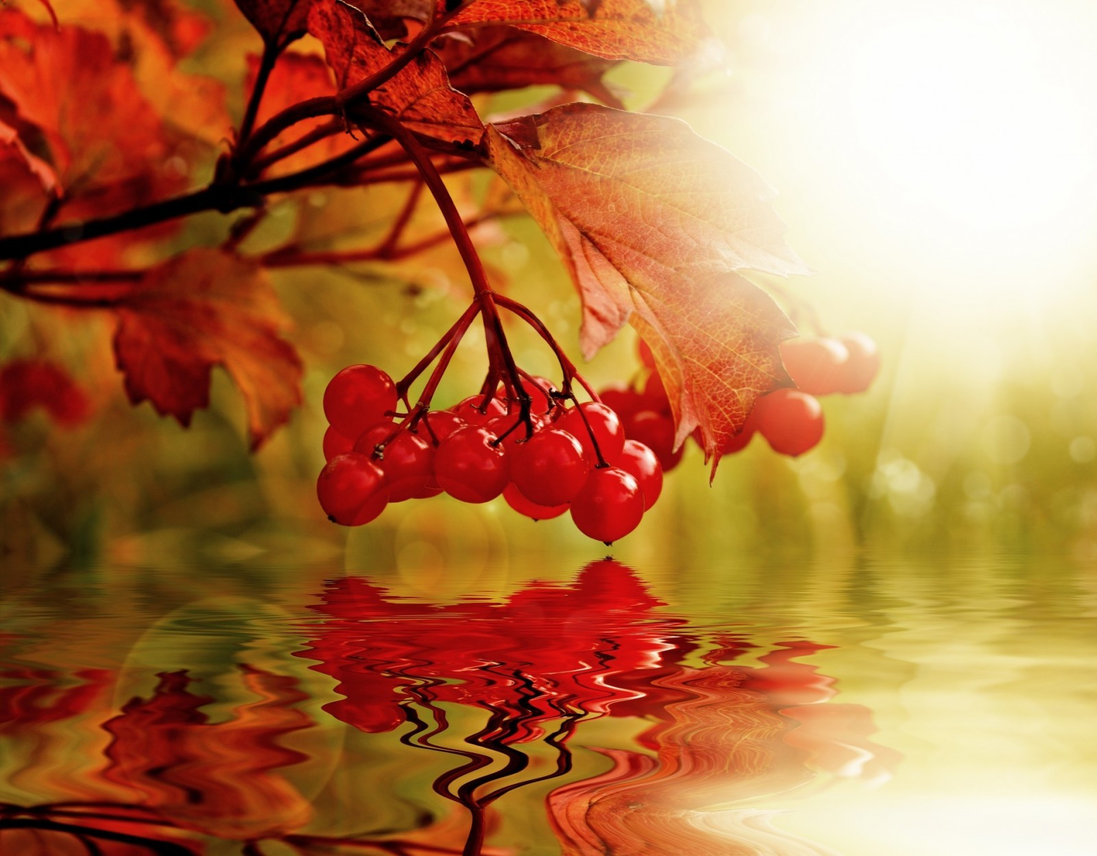 musim gugur, alam, air, buah beri, kolase, Kalina