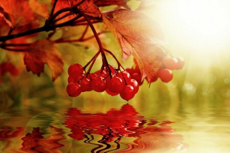 가을, 장과, 콜라주, 칼리나, 자연, 물