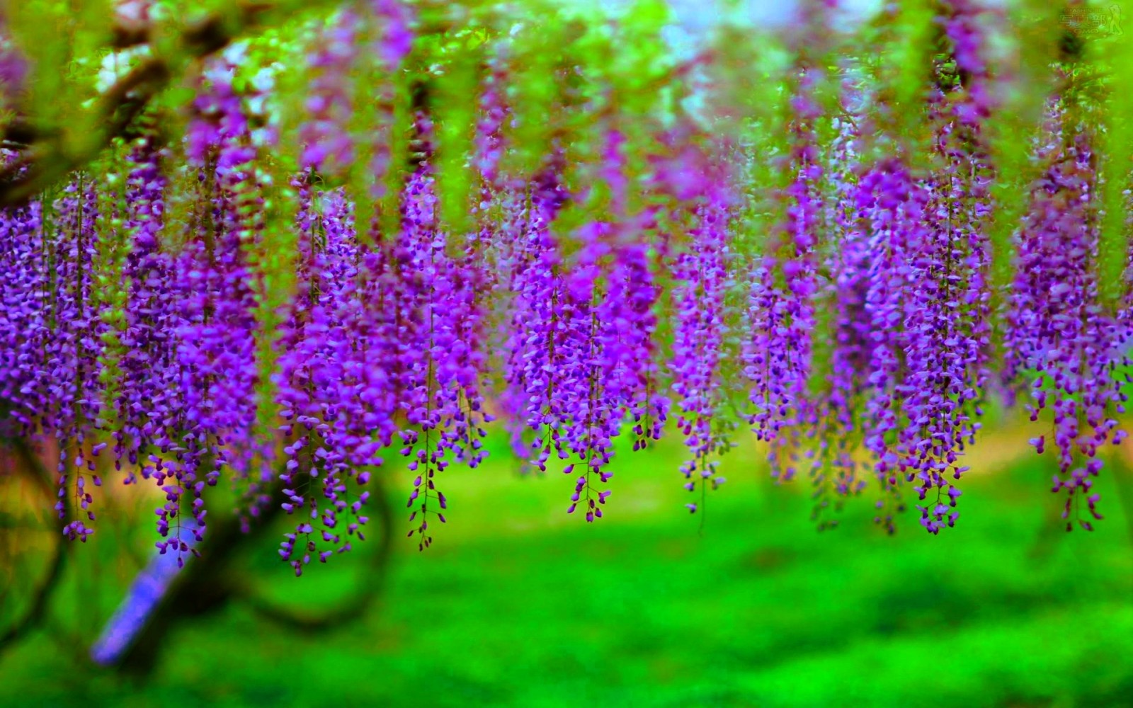 分行, 树木, 花卉, 开花, 一束, 紫藤