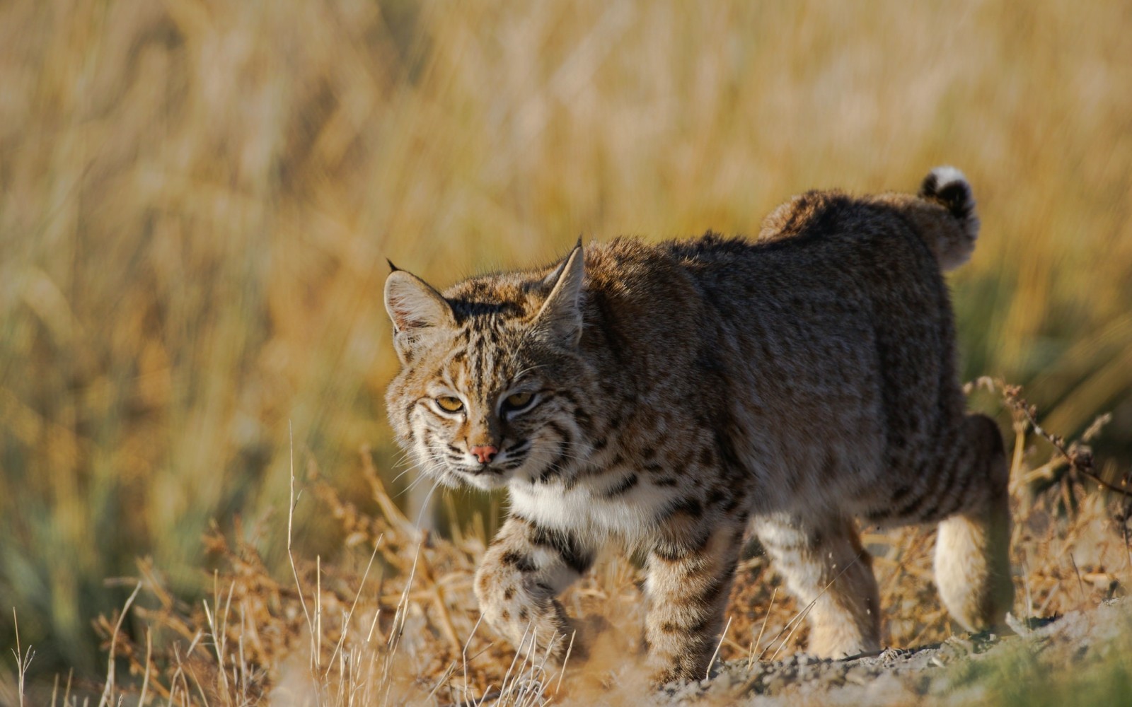 predator, kucing garong, lynx