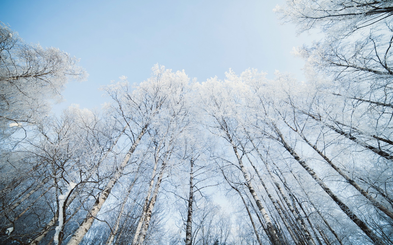 salju, alam, langit, Birch