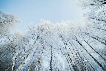 자작 나무, 자연, 눈, 하늘
