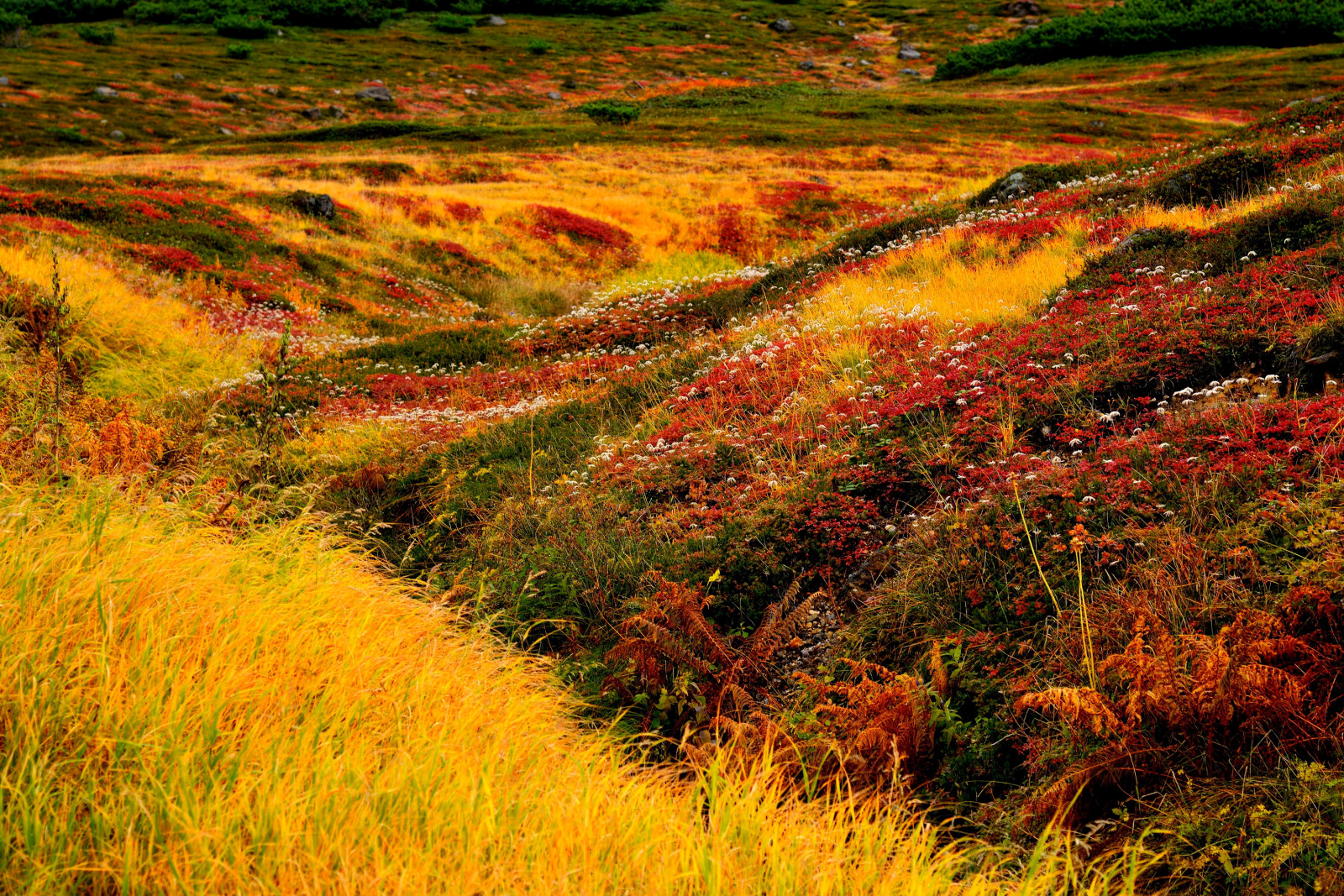 rumput, pemandangan, bunga-bunga, Jepang, Hokkaido, berikut