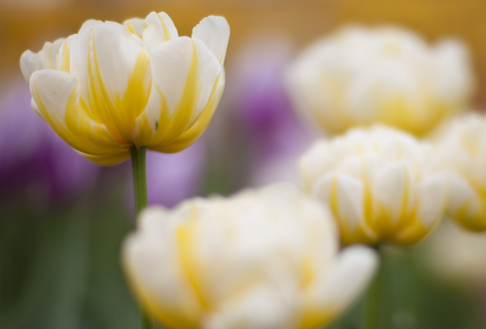 musim semi, bunga, fokus, Bunga tulp, kuning-putih