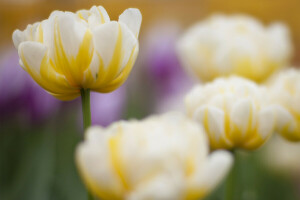 花, フォーカス, 春, チューリップ, 黄白