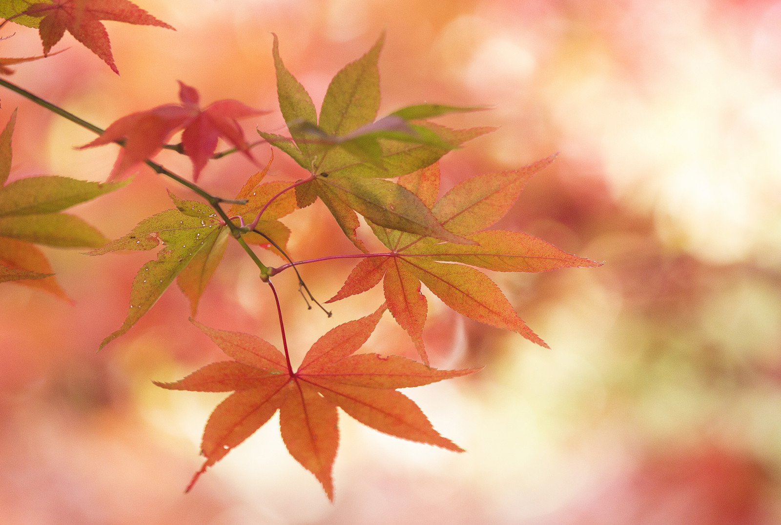 가을, 매크로, 이파리, 분기, 단풍