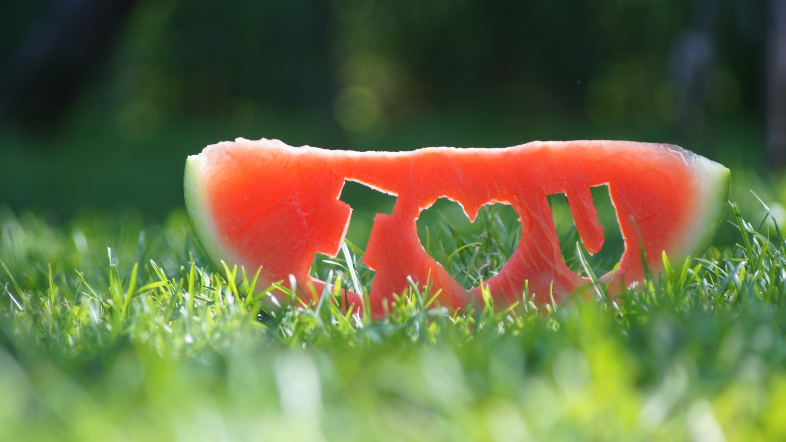 rumput, Aku cinta kamu, mengiris, semangka