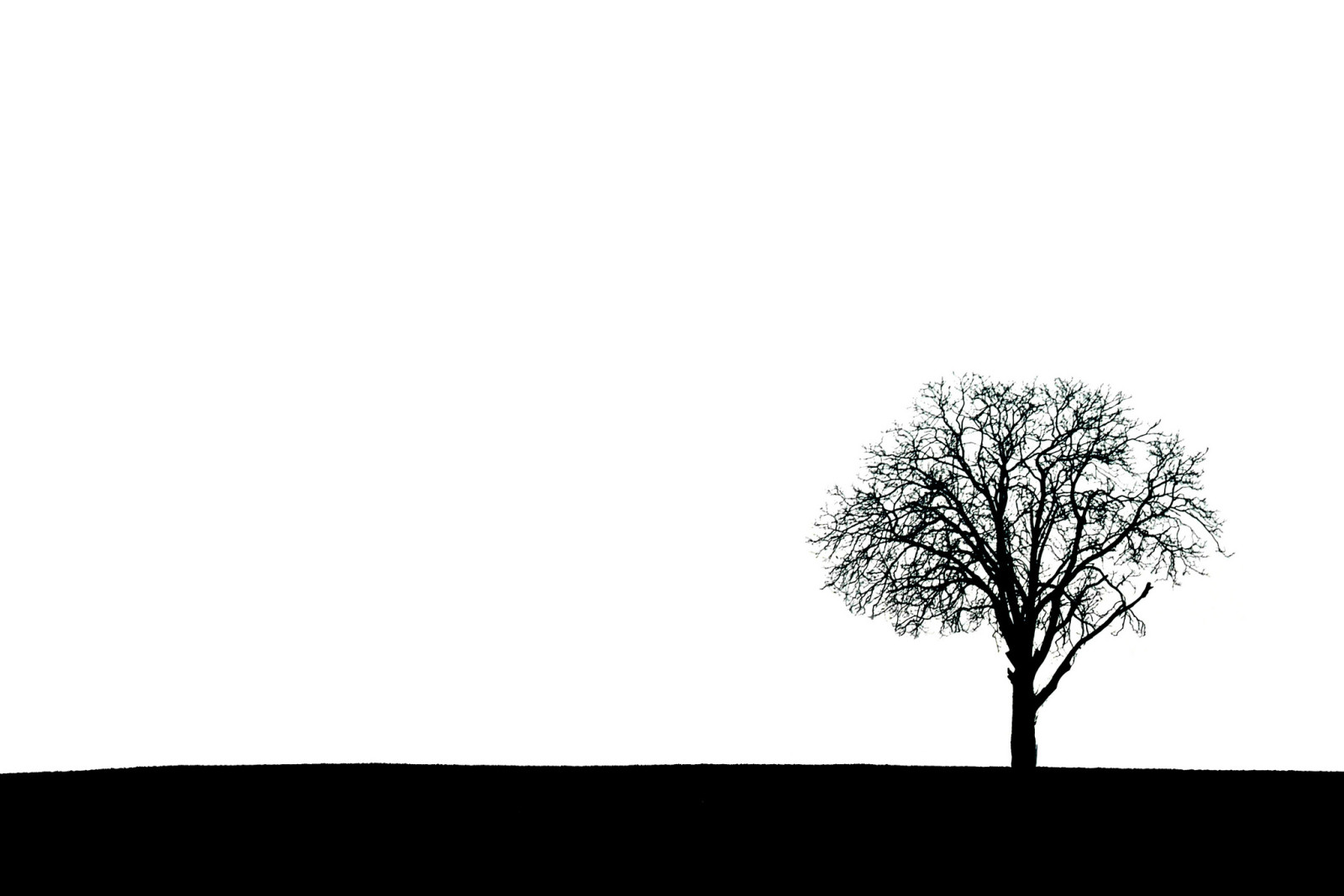 树, 自然, 背景