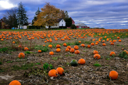 秋, フィールド, 収穫, 家, 風景, かぼちゃ