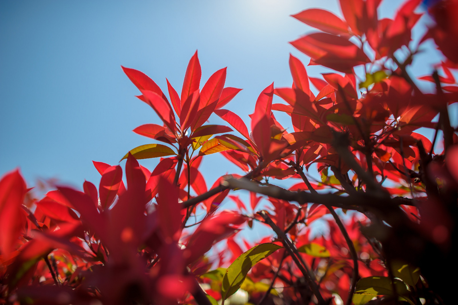 mùa thu, chi nhánh, bầu trời, lá, Màu đỏ thẫm