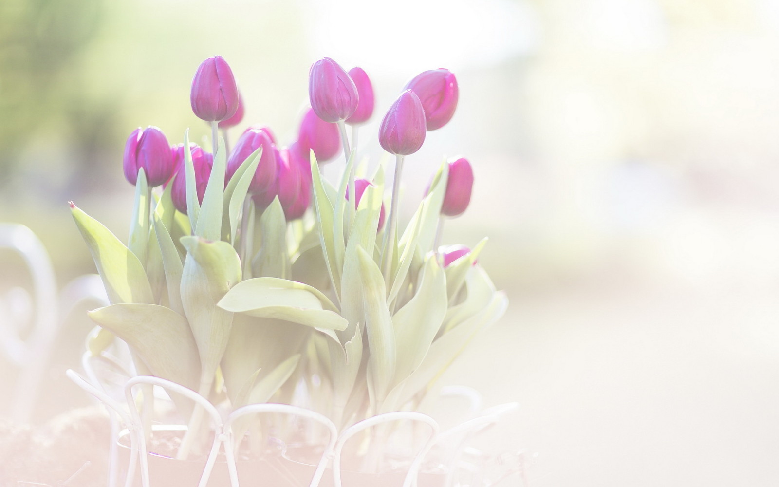 vĩ mô, những bông hoa, Hoa tulip