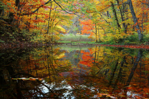 秋, 森林, 湖, 池, 木