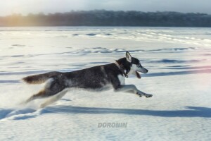 데니스 도로 닌, 개, 에스키모 개의, 도약, 사진 작가, 달리는, 눈, 겨울