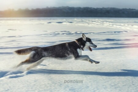 デニス・ドロニン, 犬, ハスキー, ジャンプ, 写真家, ランニング, 雪, 冬